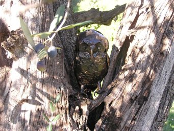 Owl in olive tree