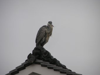 Heron in Kurashiki