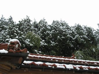 Snowy Shogatsu