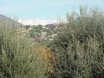 Olive trees, Alps and Vence